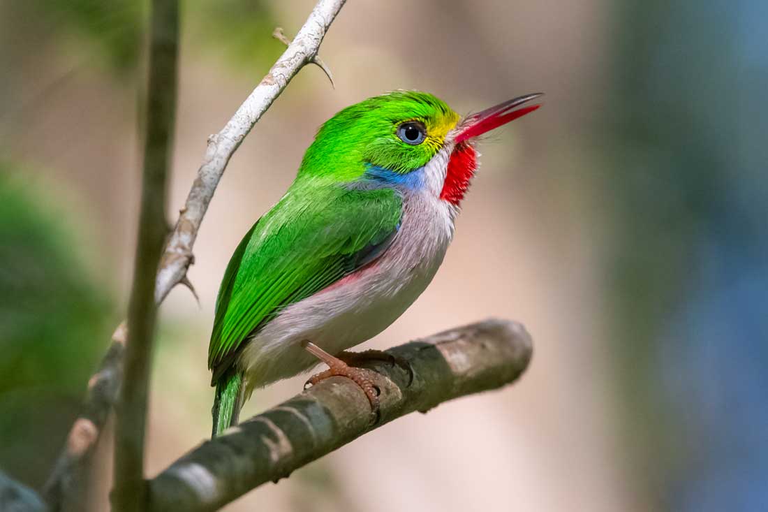 small bird with bright green feathers
