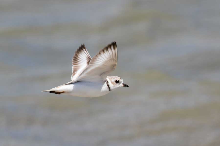 small white bird flying
